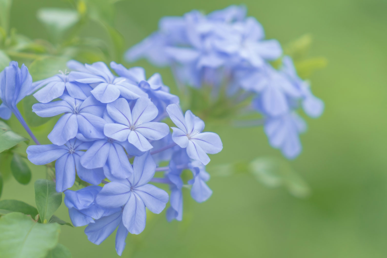 東京都　ルリマツリ